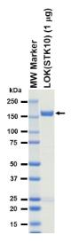 SDS-PAGE (STK10-9744HF).jpg